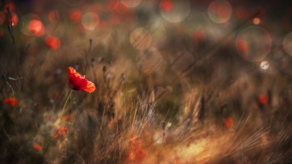 PHOTOWALL / Poppy (e323769)