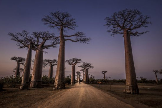 PHOTOWALL / All Ace des Baobabs (e323780)