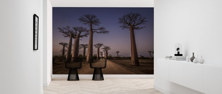 PHOTOWALL / All Ace des Baobabs (e323780)