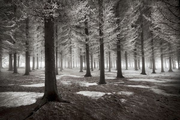 PHOTOWALL / Onset of Winter (e323813)