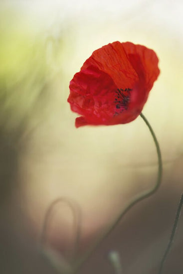 PHOTOWALL / Poppy Flower (e323817)