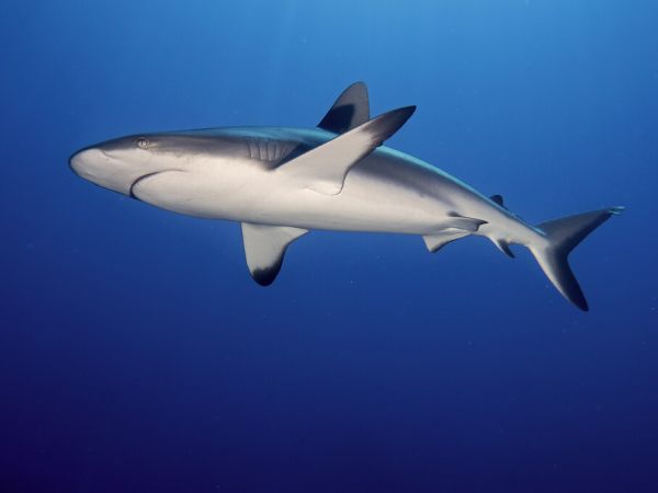 PHOTOWALL / Grey Reef Shark (e323848)