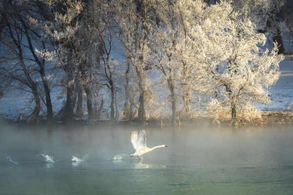 PHOTOWALL / Spirit of a Swan (e323850)