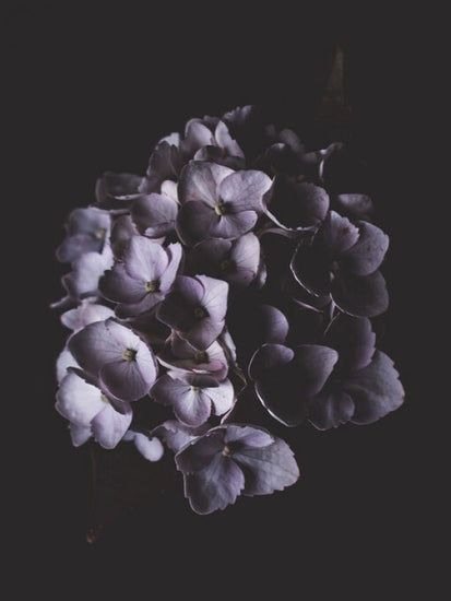 PHOTOWALL / Purple Boquet (e323516)