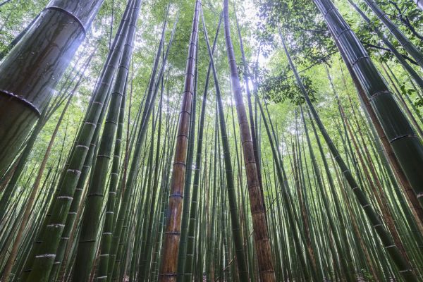 PHOTOWALL / Tall (e323864)