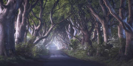 PHOTOWALL / Dark Hedges (e323866)