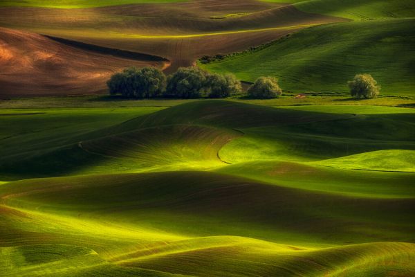 PHOTOWALL / Spring in the Palouse (e323871)