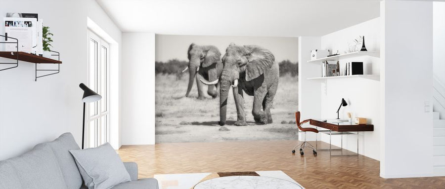 PHOTOWALL / Twin Elephants (e323876)