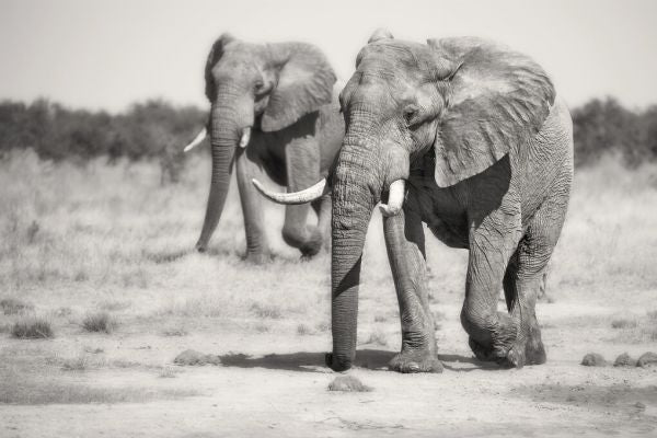 PHOTOWALL / Twin Elephants (e323876)
