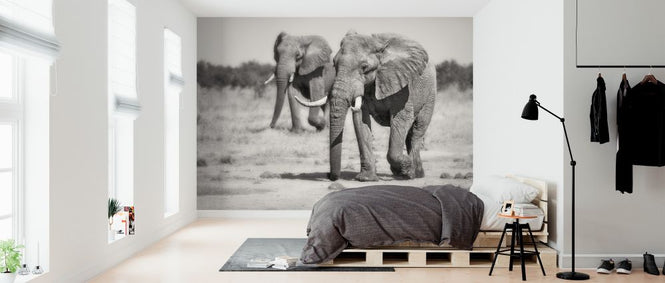 PHOTOWALL / Twin Elephants (e323876)