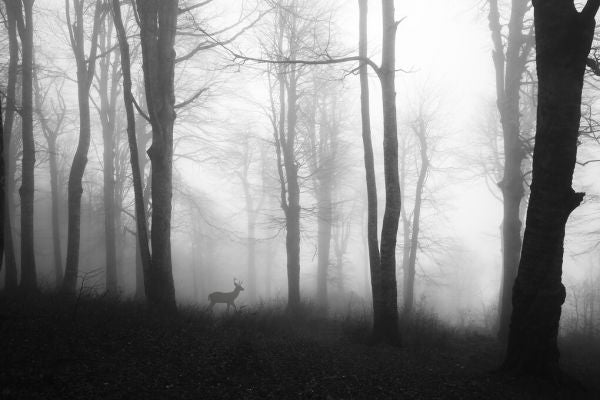 PHOTOWALL / Forest (e323880)