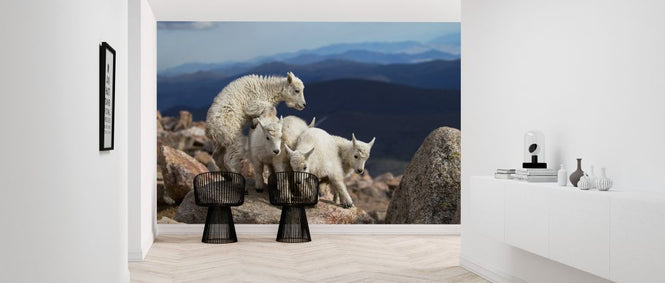 PHOTOWALL / Baby Goats at Play (e323881)