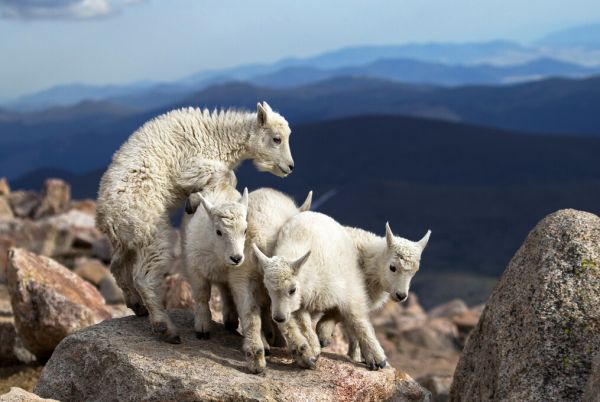 PHOTOWALL / Baby Goats at Play (e323881)