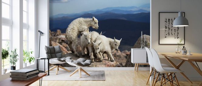 PHOTOWALL / Baby Goats at Play (e323881)