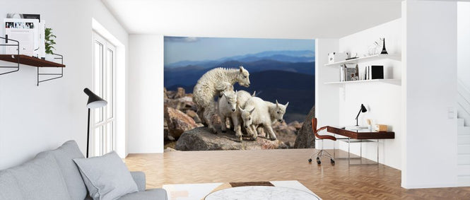 PHOTOWALL / Baby Goats at Play (e323881)