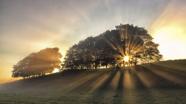 PHOTOWALL / Small Deer (e323882)