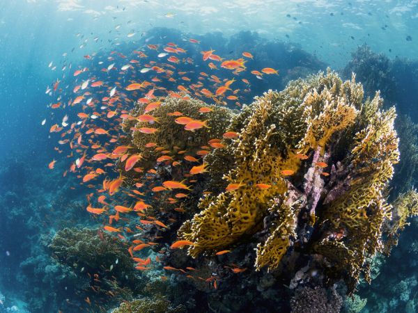 PHOTOWALL / Reefscape (e323886)