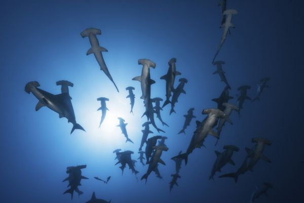 PHOTOWALL / Hammerhead Shark (e323895)