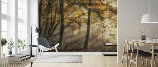 PHOTOWALL / Lights of the Forest (e323899)