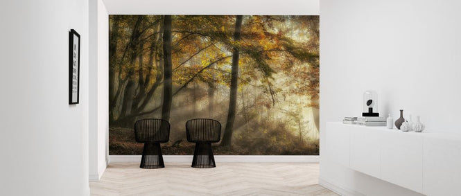 PHOTOWALL / Lights of the Forest (e323899)