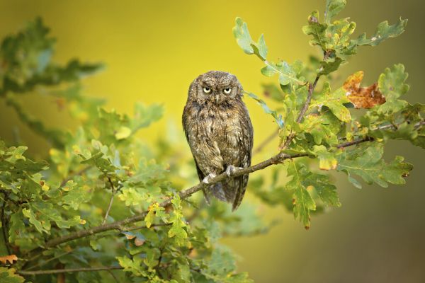 PHOTOWALL / Eurasian Scops Owl (e323956)
