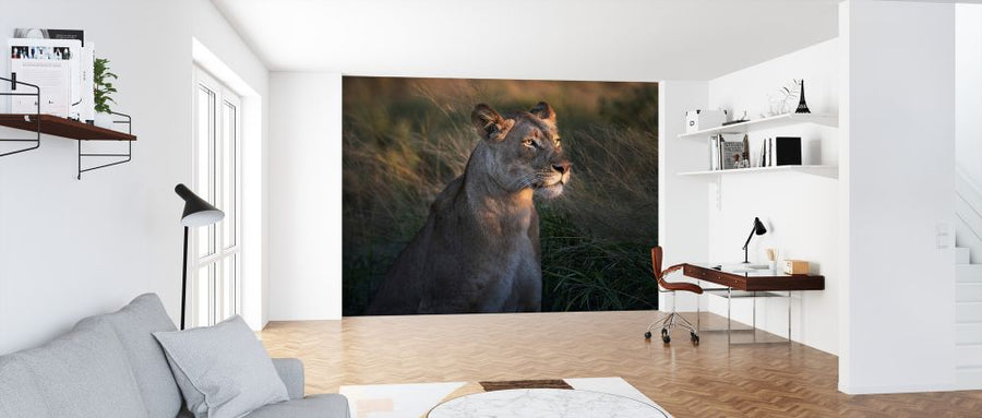 PHOTOWALL / Lioness at First Day Light (e323960)