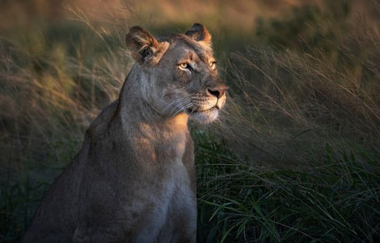 PHOTOWALL / Lioness at First Day Light (e323960)
