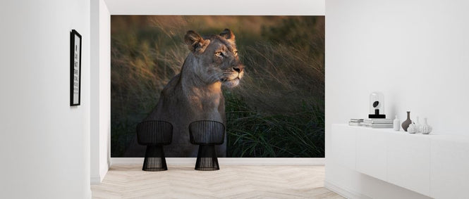 PHOTOWALL / Lioness at First Day Light (e323960)