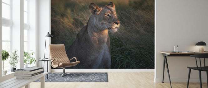 PHOTOWALL / Lioness at First Day Light (e323960)