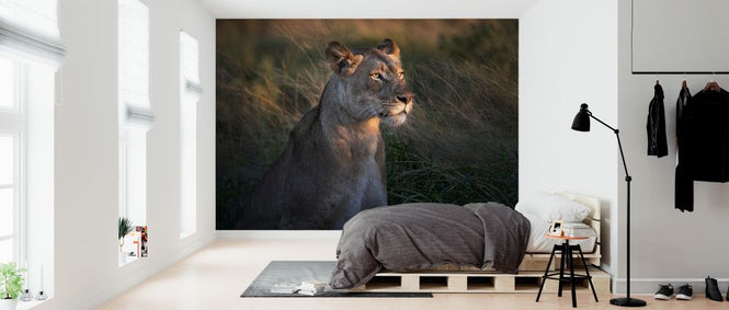 PHOTOWALL / Lioness at First Day Light (e323960)