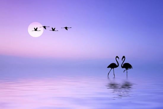 PHOTOWALL / Flying Flamingo (e323975)