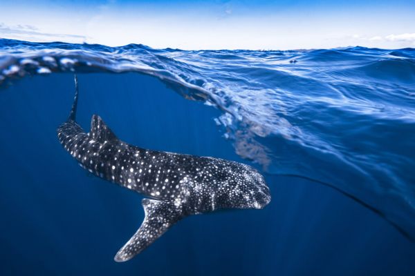 PHOTOWALL / Whale Shark on Split Level (e323987)