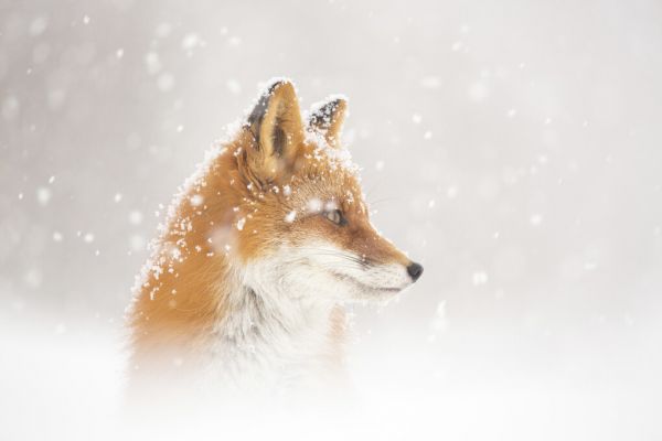 PHOTOWALL / Snow is Fallinga (e323999)