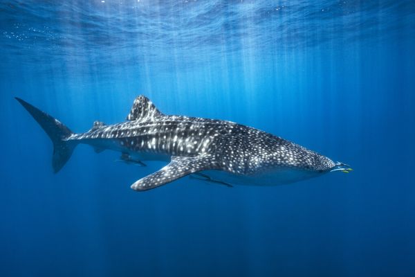 PHOTOWALL / Whale Shark in the Blue (e324000)