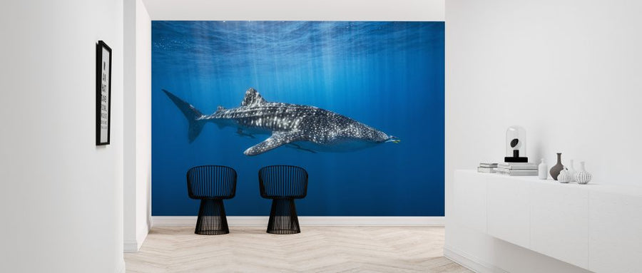 PHOTOWALL / Whale Shark in the Blue (e324000)