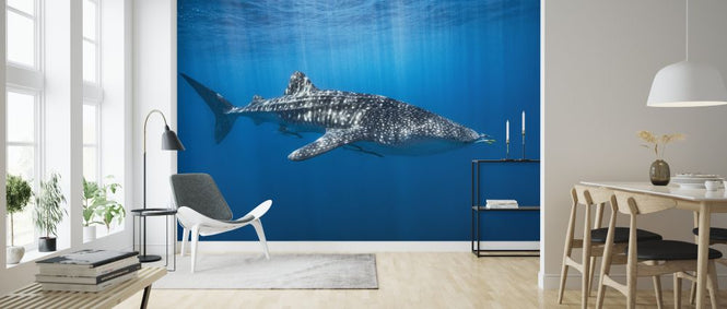 PHOTOWALL / Whale Shark in the Blue (e324000)