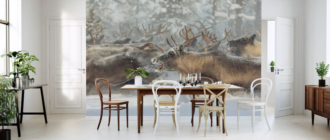 PHOTOWALL / Reindeers (e324020)