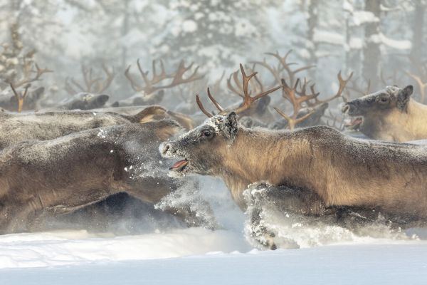PHOTOWALL / Reindeers (e324020)