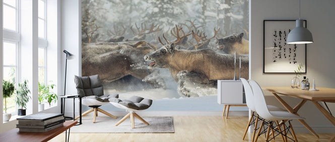 PHOTOWALL / Reindeers (e324020)