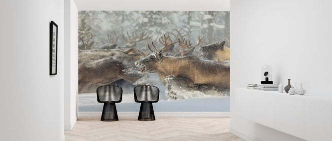 PHOTOWALL / Reindeers (e324020)