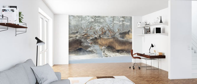 PHOTOWALL / Reindeers (e324020)