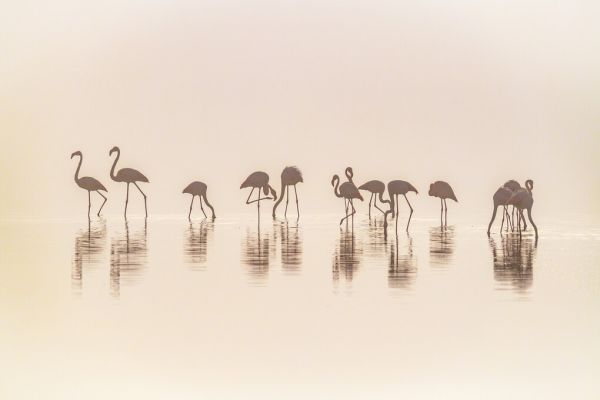 PHOTOWALL / Flamingos in the Mist (e324027)