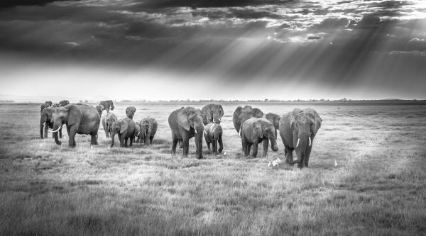 PHOTOWALL / Breakfast with Pachyderms (e324030)