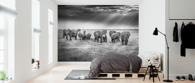 PHOTOWALL / Breakfast with Pachyderms (e324030)