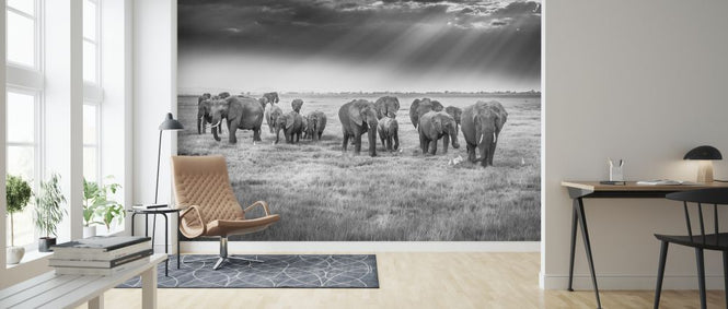 PHOTOWALL / Breakfast with Pachyderms (e324030)
