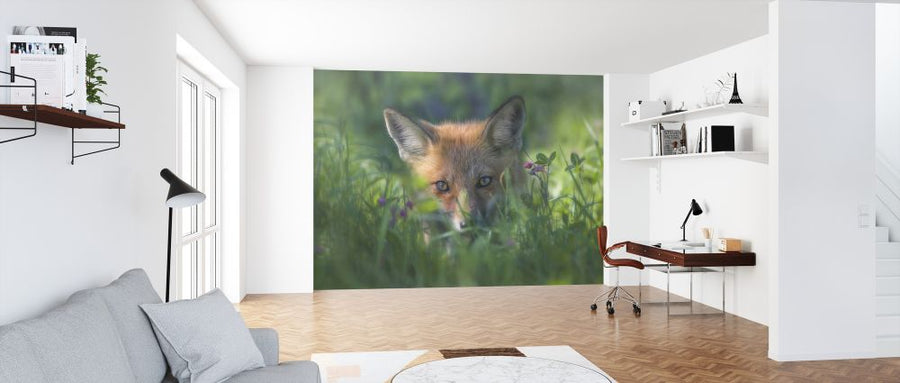 PHOTOWALL / Red Fox (e324047)