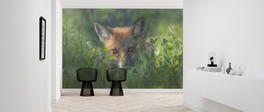 PHOTOWALL / Red Fox (e324047)