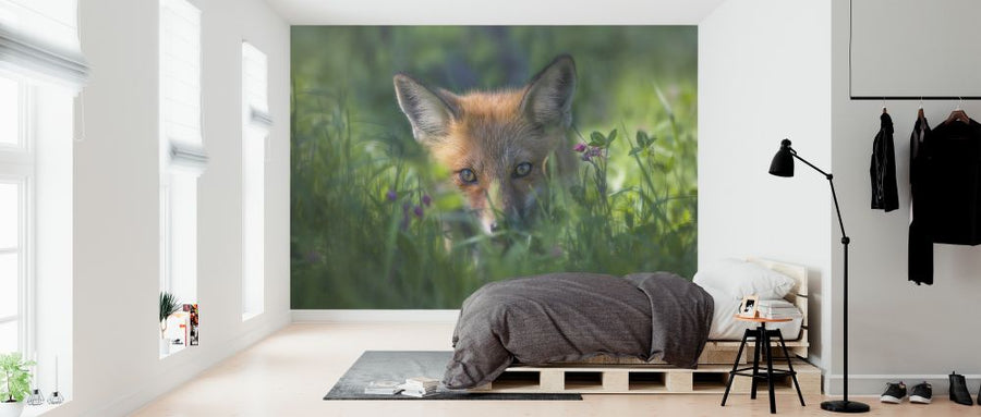 PHOTOWALL / Red Fox (e324047)