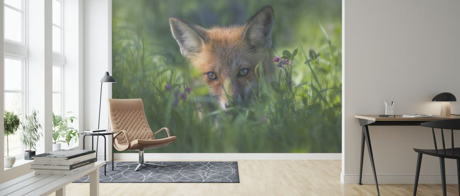 PHOTOWALL / Red Fox (e324047)