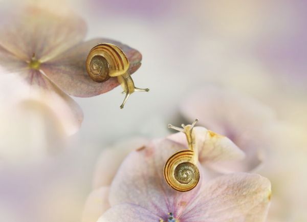 PHOTOWALL / Little Snails (e324057)